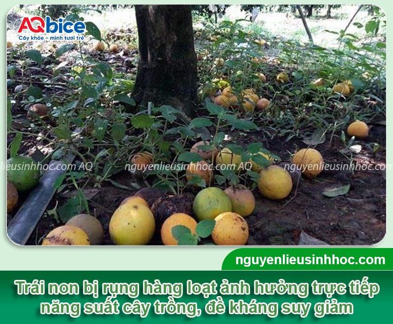 Thuốc chống rụng trái non: Giữ trái khỏe, hạn chế rụng sớm