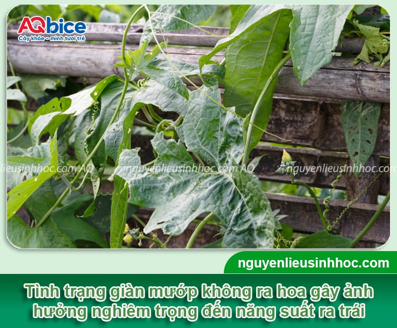 Vì sao mướp không ra hoa và cách xử lý giúp ra hoa nhiều