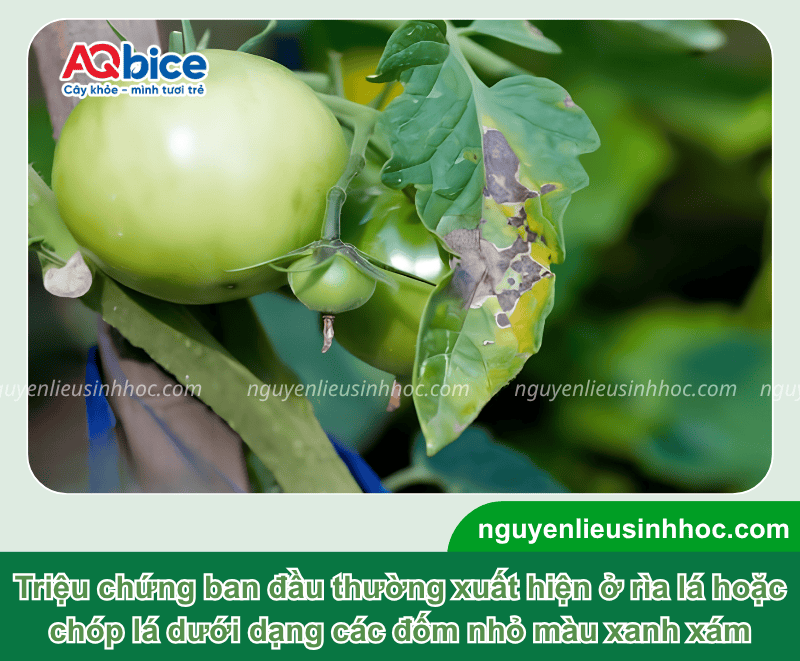 Nhận biết và cách xử lý triệt để bệnh bã trầu trên cà chua