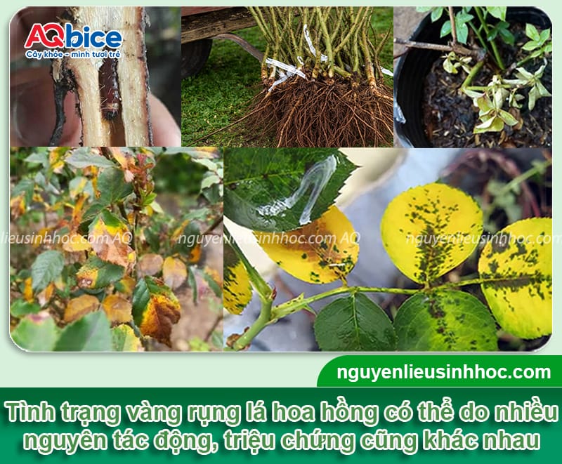 Cây hoa hồng bị vàng lá rụng lá: Nguyên nhân và cách phòng trừ