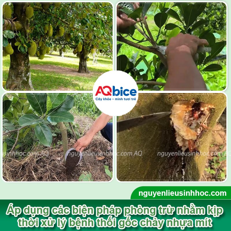 Nhận biết bệnh thối gốc chảy nhựa trên cây mít và cách xử lý 4 Nhận biết bệnh thối gốc chảy nhựa trên cây mít và cách xử lý