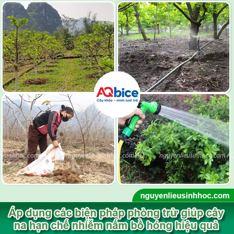 Nấm bồ hóng hại na: Nguyên nhân và cách phòng trừ an toàn 3 Nấm bồ hóng hại na: Nguyên nhân và cách phòng trừ an toàn