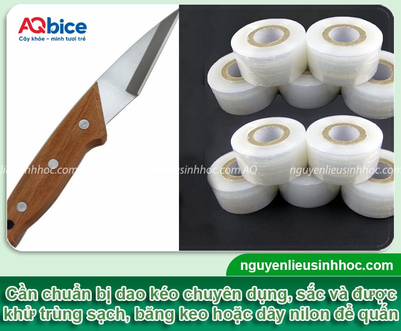 Hướng dẫn cách ghép cây vải mau liền mô, tỷ lệ sống cao 3 Hướng dẫn cách ghép cây vải mau liền mô, tỷ lệ sống cao