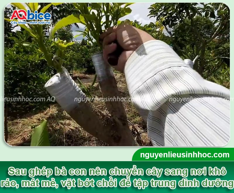 Cách ghép bơ đơn giản, dễ thực hiện giúp cây nhanh cho trái 4 Cách ghép bơ đơn giản, dễ thực hiện giúp cây nhanh cho trái