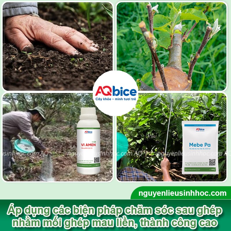 Hướng dẫn cách ghép cây vải mau liền mô, tỷ lệ sống cao 5 Hướng dẫn cách ghép cây vải mau liền mô, tỷ lệ sống cao
