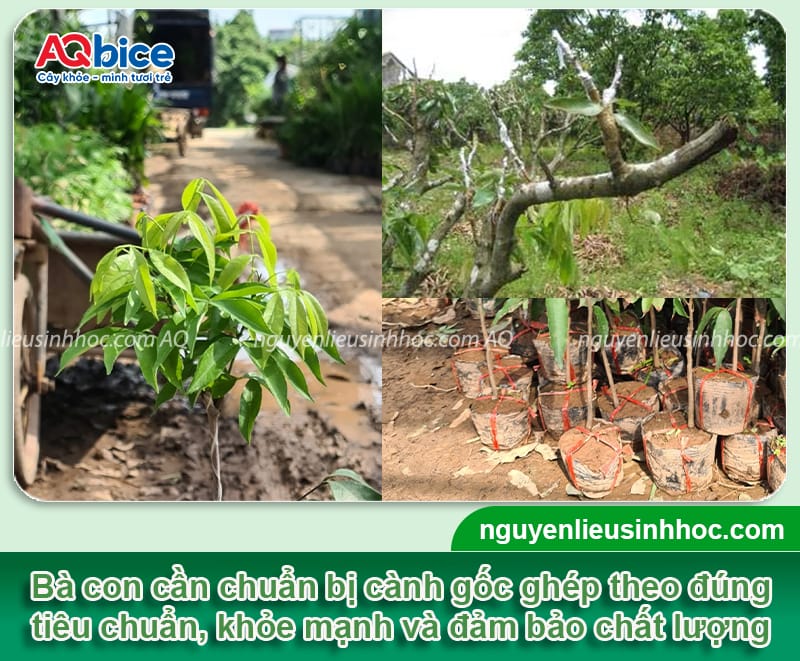Hướng dẫn cách ghép cây vải mau liền mô, tỷ lệ sống cao 2 Hướng dẫn cách ghép cây vải mau liền mô, tỷ lệ sống cao