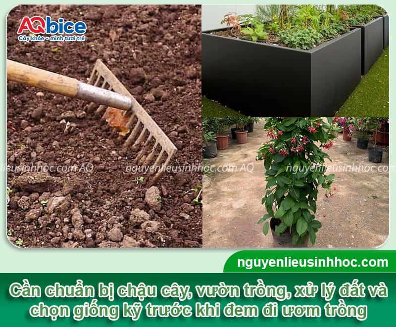 Hướng dẫn cách trồng cây sử quân tử đơn giản, ít sâu bệnh 3 Hướng dẫn cách trồng cây sử quân tử đơn giản, ít sâu bệnh