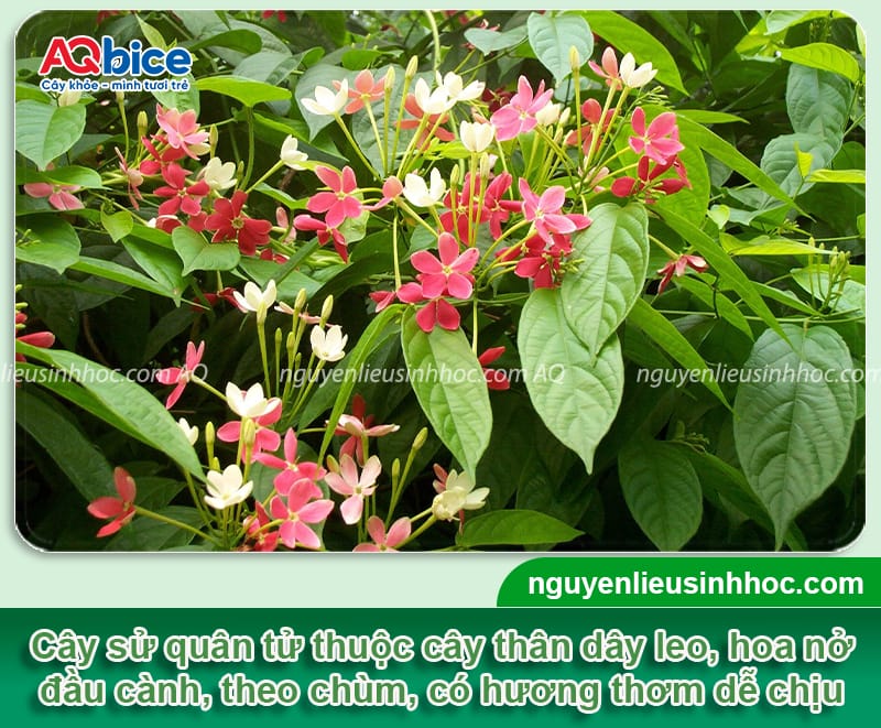 Hướng dẫn cách trồng cây sử quân tử đơn giản, ít sâu bệnh 2 Hướng dẫn cách trồng cây sử quân tử đơn giản, ít sâu bệnh