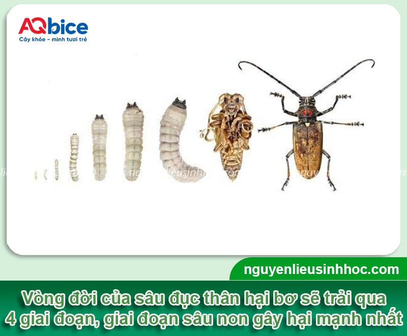 Cây bơ bị sâu đục thân: Dấu hiệu nhận biết và cách phòng trừ