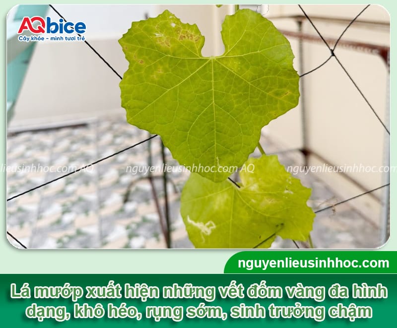 Nguyên nhân lá mướp bị đốm vàng lá và cách xử lý an toàn