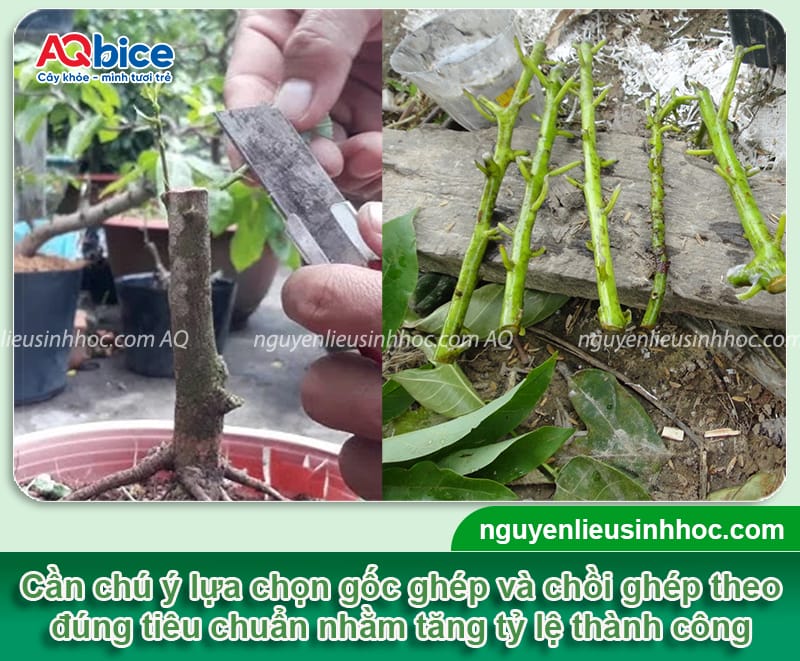 Cách ghép bơ đơn giản, dễ thực hiện giúp cây nhanh cho trái 2 Cách ghép bơ đơn giản, dễ thực hiện giúp cây nhanh cho trái