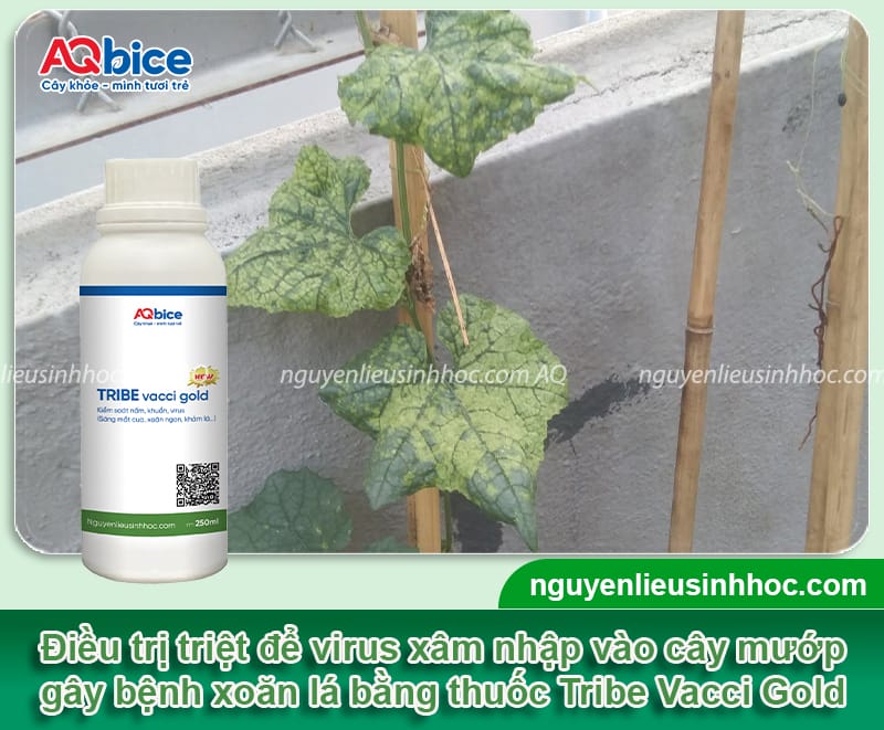 Mướp bị xoăn lá là do đâu và biện pháp phòng ngừa hiệu quả
