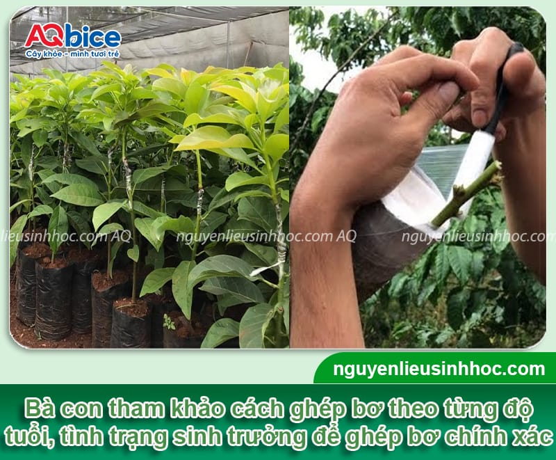 Cách ghép bơ đơn giản, dễ thực hiện giúp cây nhanh cho trái 3 Cách ghép bơ đơn giản, dễ thực hiện giúp cây nhanh cho trái
