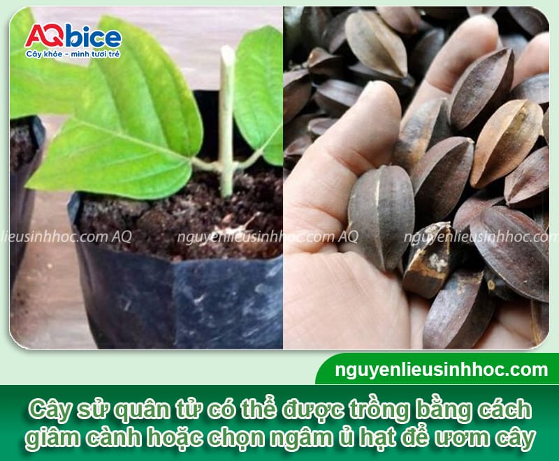 Hướng dẫn cách trồng cây sử quân tử đơn giản, ít sâu bệnh 4 Hướng dẫn cách trồng cây sử quân tử đơn giản, ít sâu bệnh