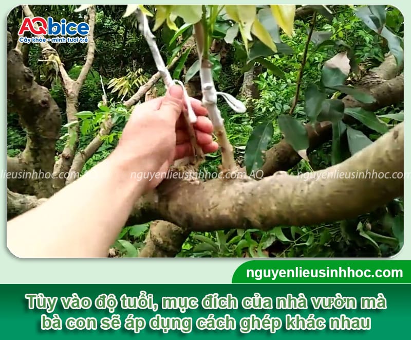 Hướng dẫn cách ghép cây vải mau liền mô, tỷ lệ sống cao 4 Hướng dẫn cách ghép cây vải mau liền mô, tỷ lệ sống cao