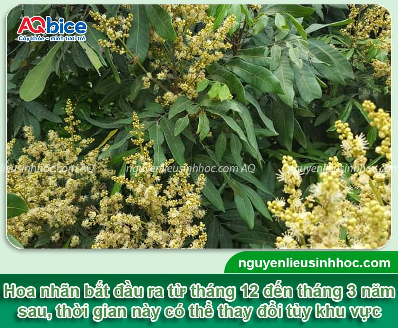 Mùa nhãn tháng mấy? Thời điểm thu hoạch từng vùng miền