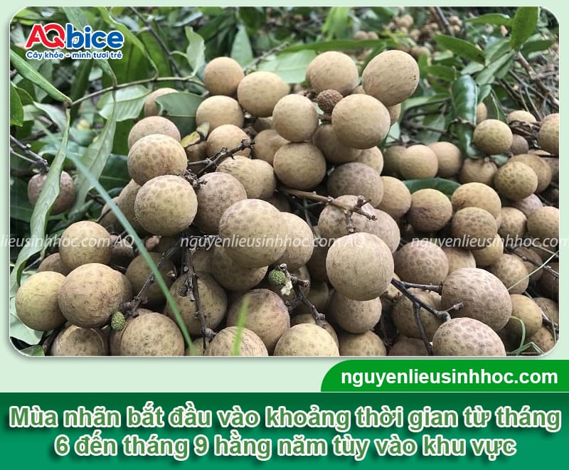 Mùa nhãn tháng mấy? Thời điểm thu hoạch từng vùng miền
