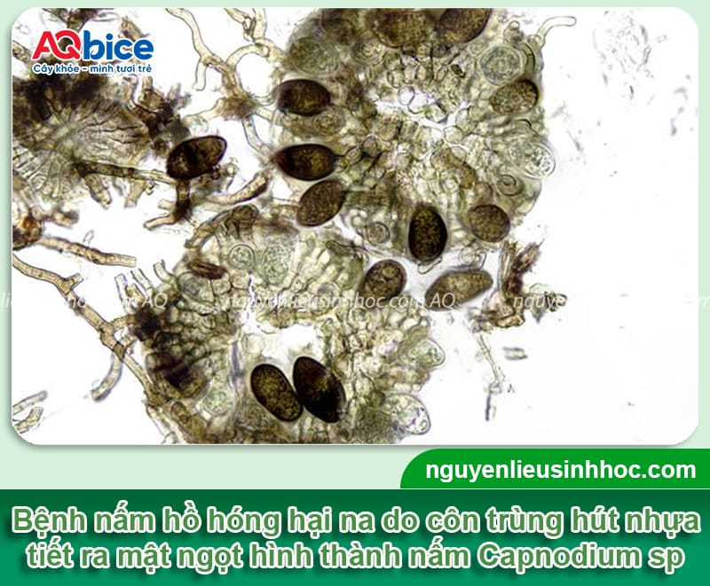 Nấm bồ hóng hại na: Nguyên nhân và cách phòng trừ an toàn 2 Nấm bồ hóng hại na: Nguyên nhân và cách phòng trừ an toàn