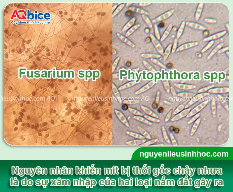Nhận biết bệnh thối gốc chảy nhựa trên cây mít và cách xử lý 2 Nhận biết bệnh thối gốc chảy nhựa trên cây mít và cách xử lý