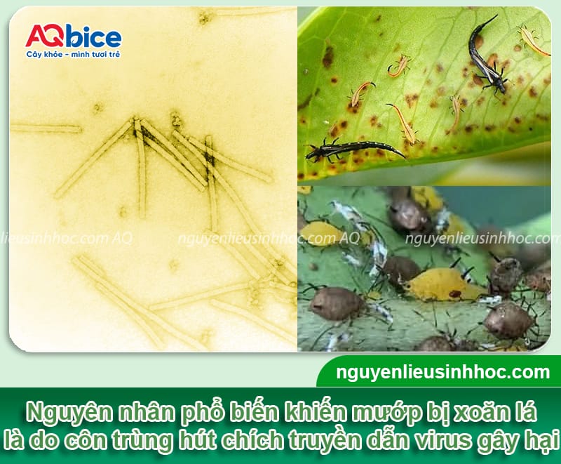 Mướp bị xoăn lá là do đâu và biện pháp phòng ngừa hiệu quả