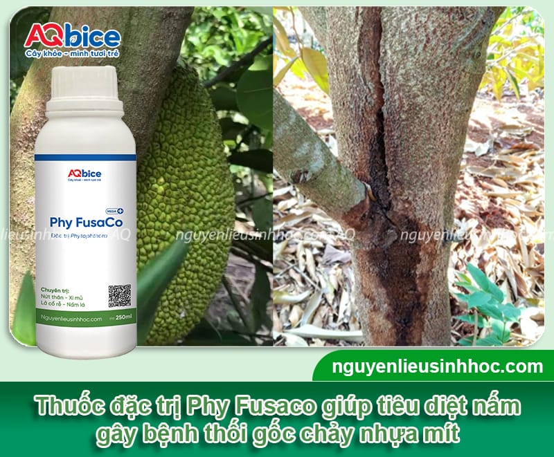 Nhận biết bệnh thối gốc chảy nhựa trên cây mít và cách xử lý 5 Nhận biết bệnh thối gốc chảy nhựa trên cây mít và cách xử lý