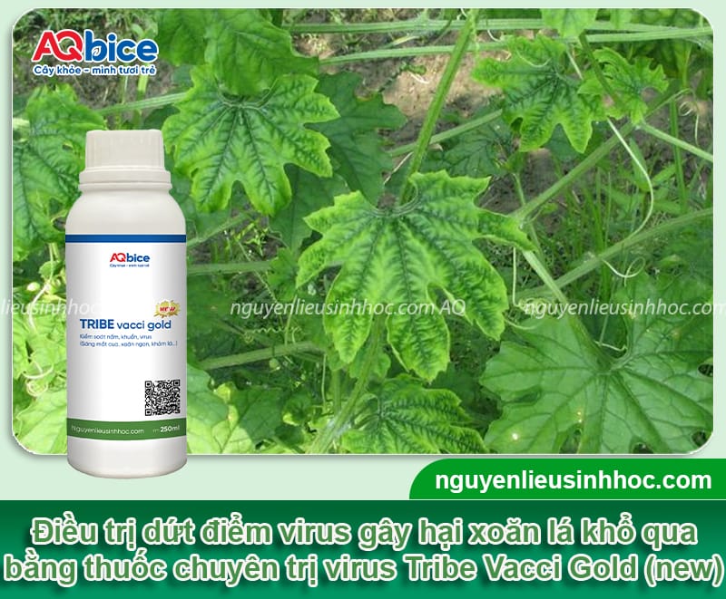 Dấu hiệu khổ qua bị xoăn lá và cách phòng trừ an toàn