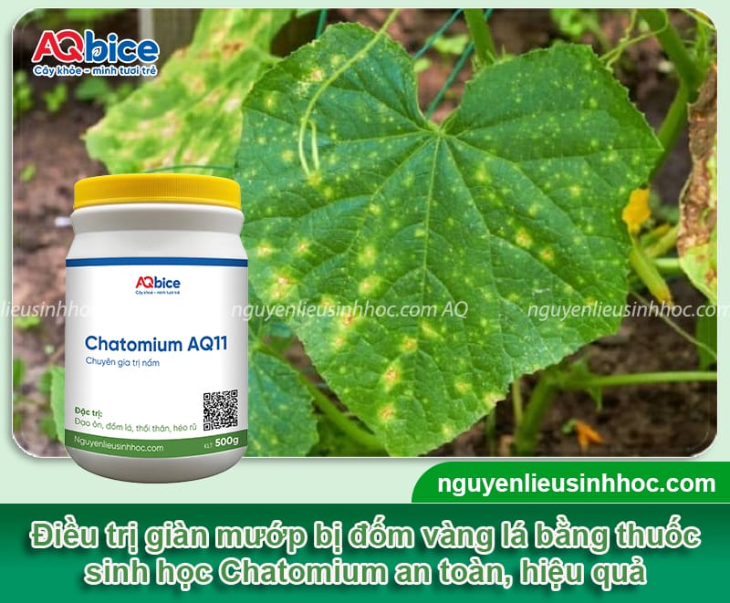 Nguyên nhân lá mướp bị đốm vàng lá và cách xử lý an toàn