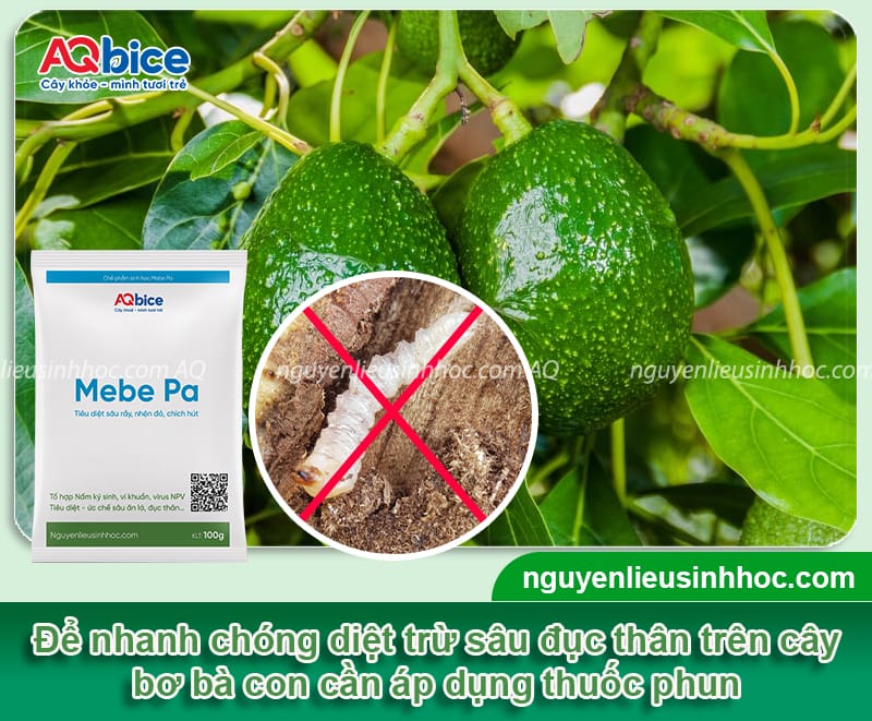 Cây bơ bị sâu đục thân: Dấu hiệu nhận biết và cách phòng trừ