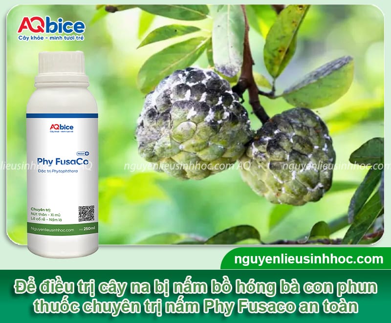 Nấm bồ hóng hại na: Nguyên nhân và cách phòng trừ an toàn 4 Nấm bồ hóng hại na: Nguyên nhân và cách phòng trừ an toàn