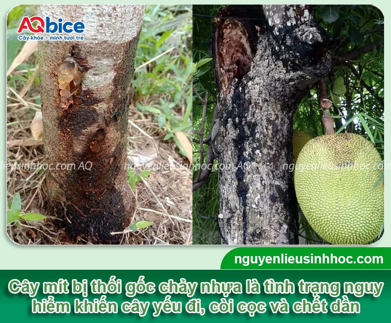 Nhận biết bệnh thối gốc chảy nhựa trên cây mít và cách xử lý