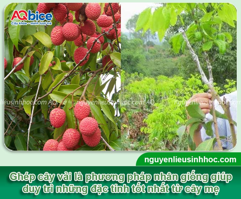 Hướng dẫn cách ghép cây vải mau liền mô, tỷ lệ sống cao