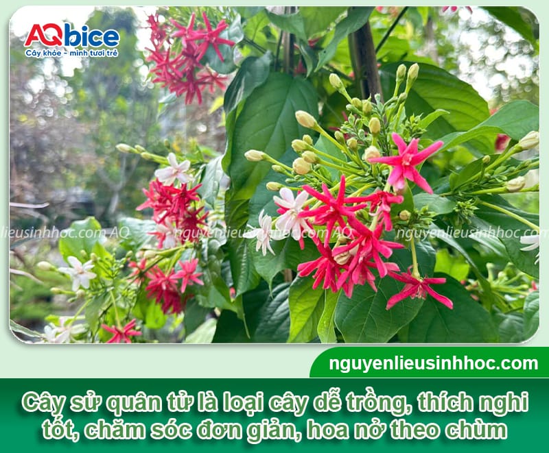 Hướng dẫn cách trồng cây sử quân tử đơn giản, ít sâu bệnh 1 Hướng dẫn cách trồng cây sử quân tử đơn giản, ít sâu bệnh