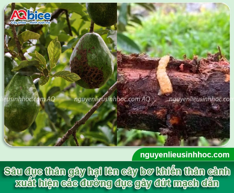 Cây bơ bị sâu đục thân: Dấu hiệu nhận biết và cách phòng trừ