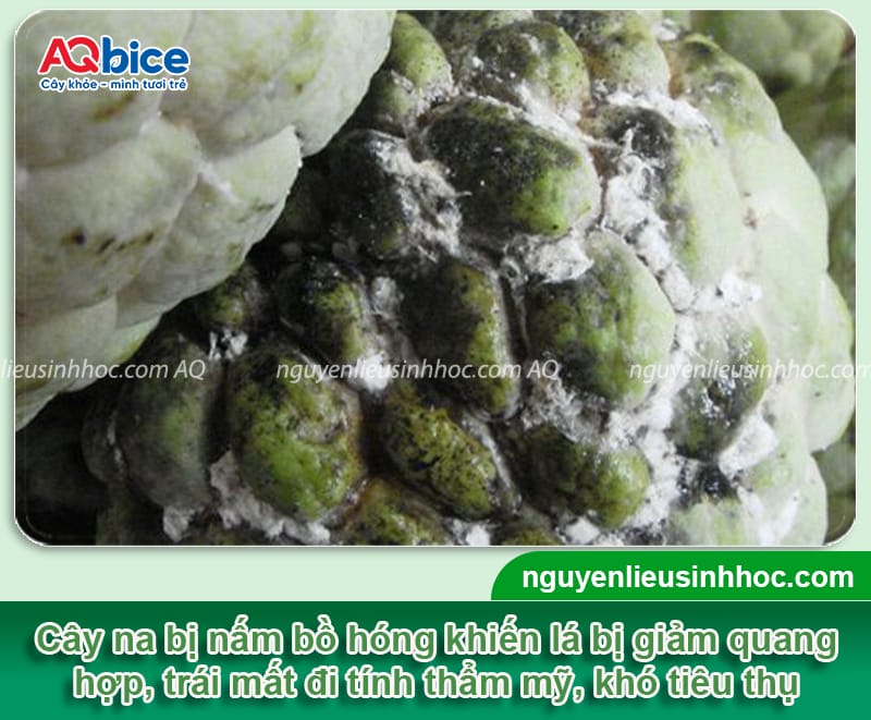 Nấm bồ hóng hại na: Nguyên nhân và cách phòng trừ an toàn