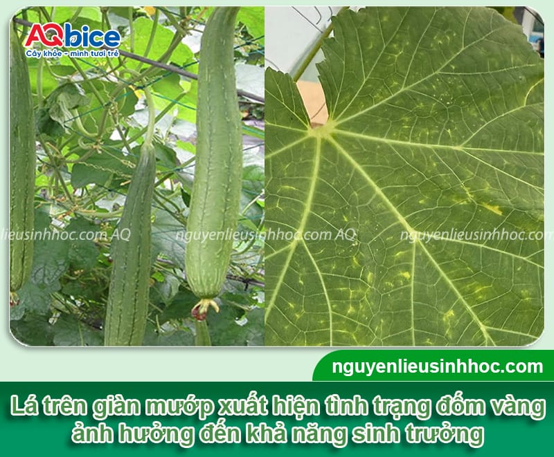 Nguyên nhân lá mướp bị đốm vàng lá và cách xử lý an toàn