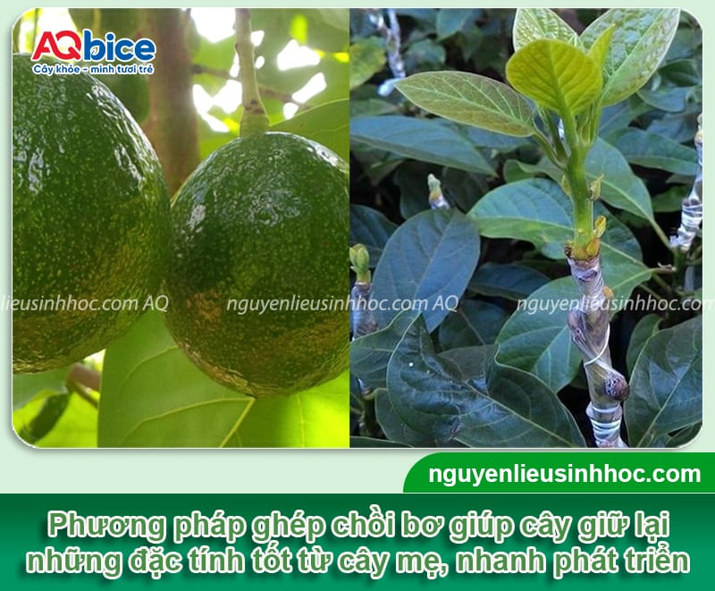 Cách ghép bơ đơn giản, dễ thực hiện giúp cây nhanh cho trái
