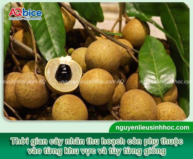 Mùa nhãn tháng mấy? Thời điểm thu hoạch từng vùng miền