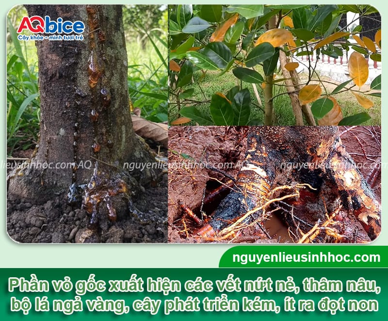 Nhận biết bệnh thối gốc chảy nhựa trên cây mít và cách xử lý 3 Nhận biết bệnh thối gốc chảy nhựa trên cây mít và cách xử lý
