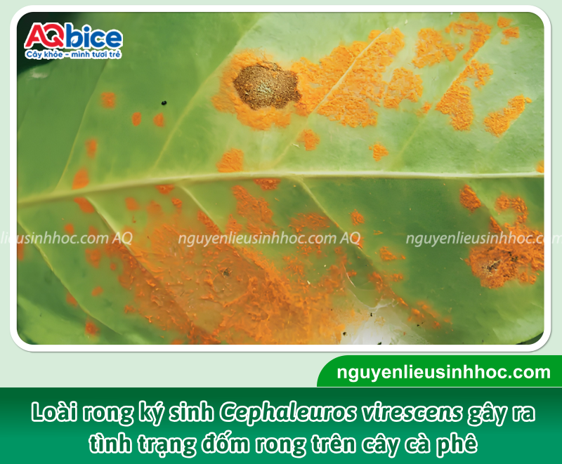 Bệnh đốm rong cà phê là do loài rong ký sinh Cephaleuros virescens gây ra, thường xuất hiện và phát triển mạnh trong điều kiện thời tiết ẩm ướt, mưa nhiều, vườn cây rậm rạp và thiếu ánh sáng.