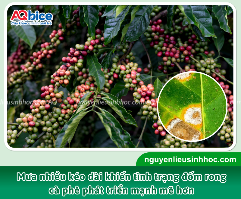 Hướng dẫn cách xử lý bệnh đốm rong cà phê hiệu quả 2 Bệnh đốm rong cà phê phụ thuộc vào tác nhân gây bệnh, chịu ảnh hưởng lớn từ điều kiện thời tiết và cách chăm sóc vườn cây.