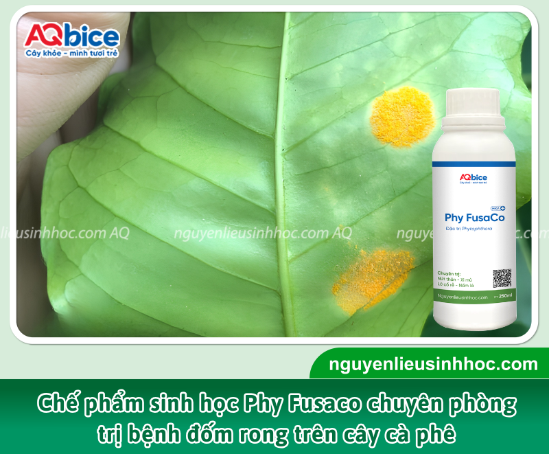 Hướng dẫn cách xử lý bệnh đốm rong cà phê hiệu quả 3 Bà con cần kết hợp đồng bộ các biện pháp canh tác, vệ sinh vườn và sử dụng chế phẩm phòng trừ bệnh đốm rong cà phê phù hợp.