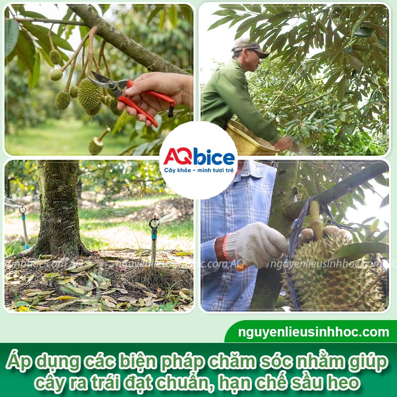 Sầu riêng heo nguyên nhân do đâu và biện pháp xử lý 3 Sầu riêng heo nguyên nhân do đâu và biện pháp xử lý