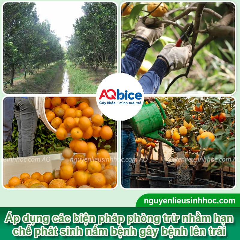 Nguyên nhân bệnh thối đít trái quýt và cách phòng trừ