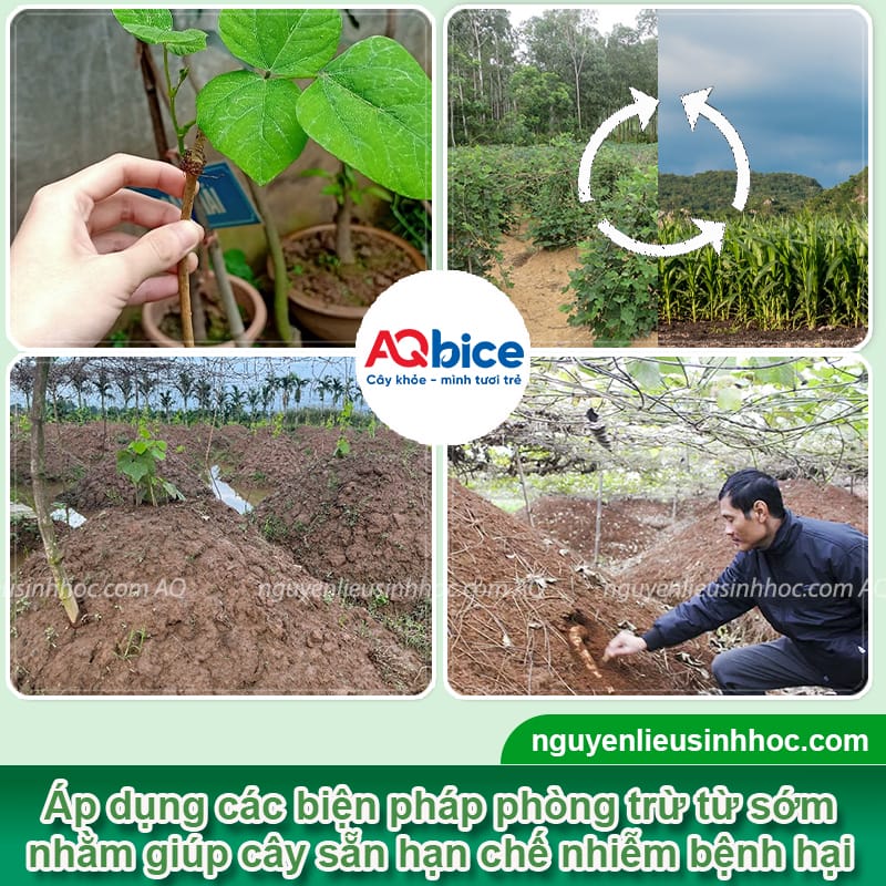Các bệnh trên cây sắn phổ biến và cách phòng trừ hiệu quả