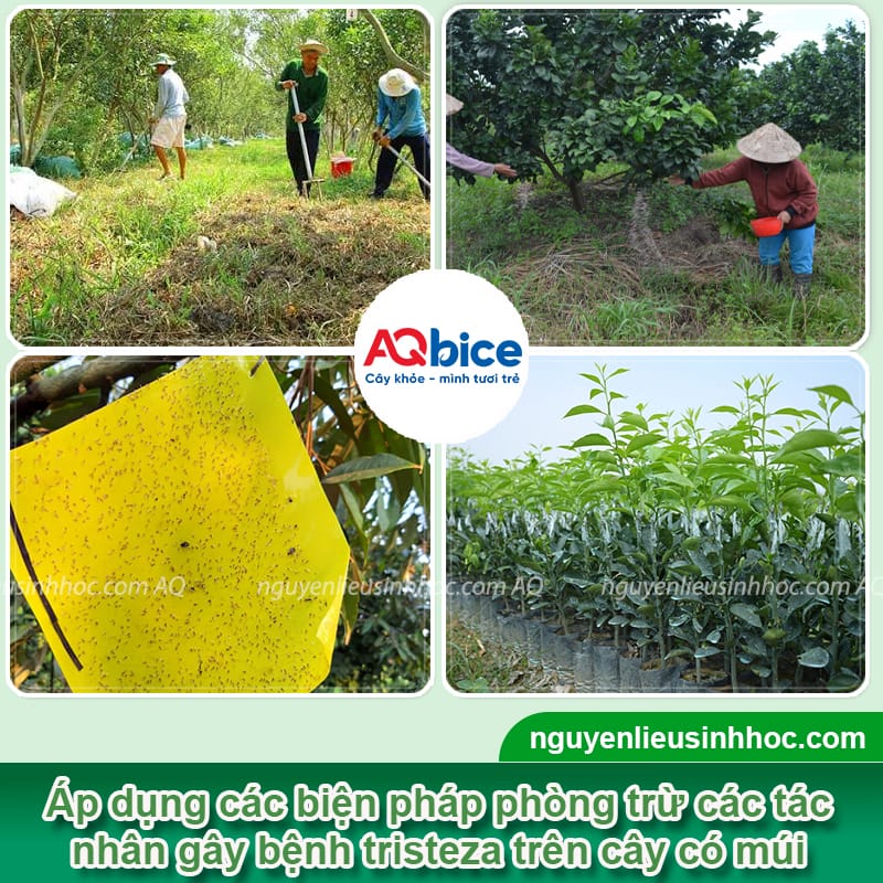 Bệnh tristeza trên cây có múi: Nguyên nhân và cách xử lý 3 Bệnh tristeza trên cây có múi: Nguyên nhân và cách xử lý