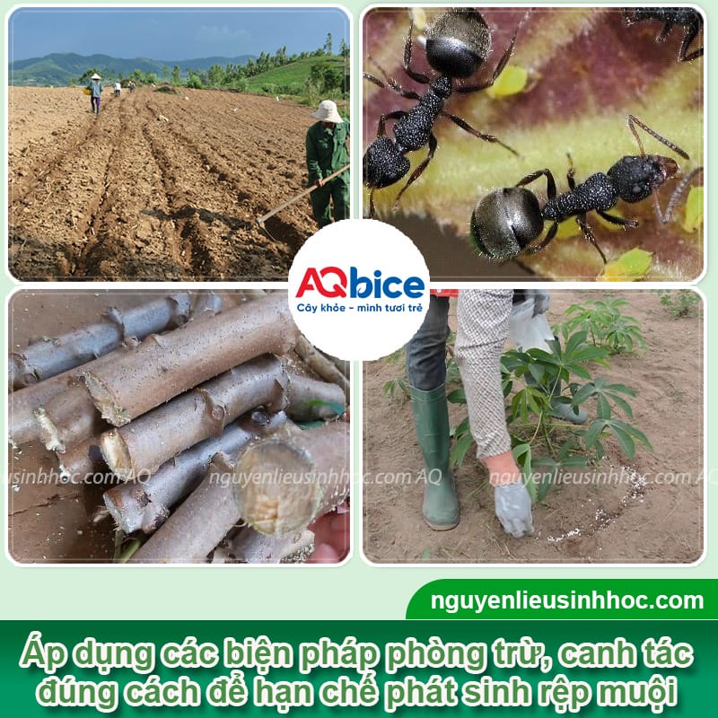 Nhận biết rệp muội trên cây sắn và cách phòng trừ hiệu quả