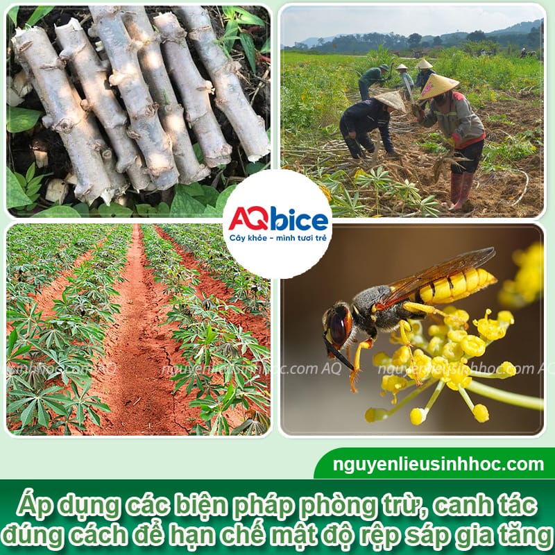 Đặc điểm của rệp sáp bột hồng trên cây sắn và cách phòng trừ 3 Đặc điểm của rệp sáp bột hồng trên cây sắn và cách phòng trừ