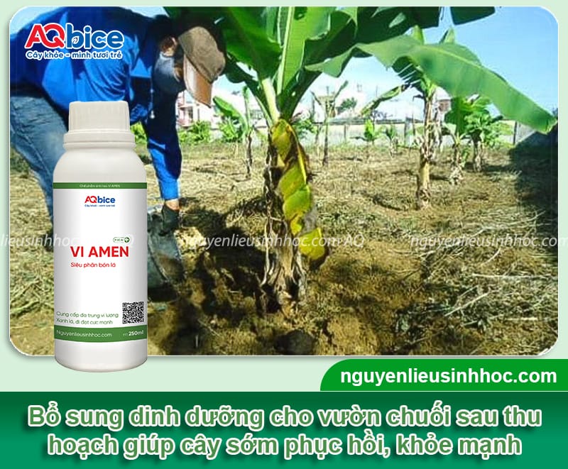 Hướng dẫn cách chăm sóc cây chuối sau thu hoạch đúng cách
