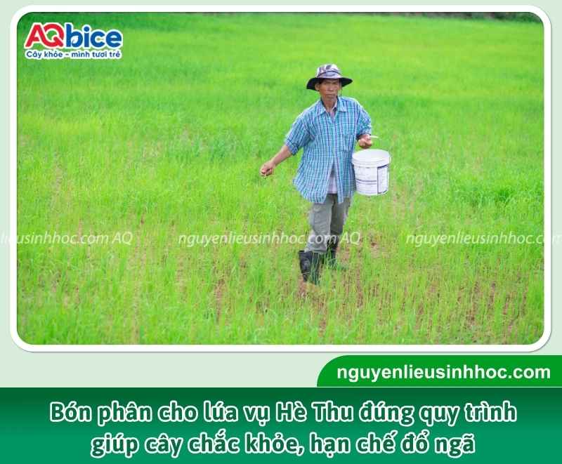 Bón lót là bước đầu tiên và đóng vai trò quan trọng trong quy trình bón phân cho lúa vụ Hè Thu.