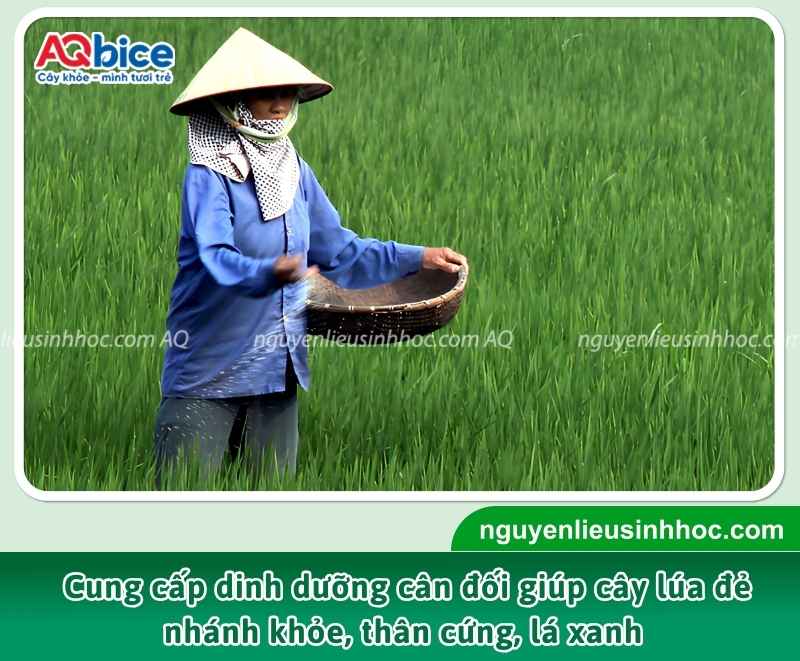 Khi lúa đạt 18-22 ngày sau sạ, cây bước vào thời kỳ đẻ nhánh rộ. 